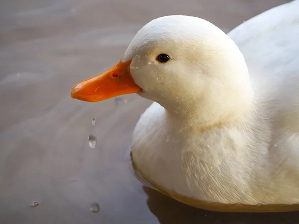 Selective Focus Shot White Duck Floating Water — Stock Photo, Image