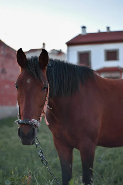 Egy Függőleges Lövés Egy Barna Lóról Béklyóval Mezőn — Stock Fotó