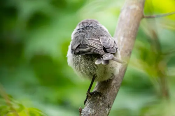 Tiro Close Pássaro Bonito Sentado Galho Árvore Com Fundo Borrado — Fotografia de Stock