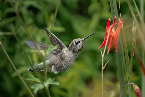 Eine Nahaufnahme Eines Kolibris Der Aus Einem Roten Trinkt — Stockfoto