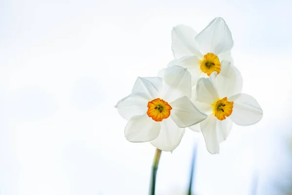 Красивий Знімок Білих Квітів Нарцисів Ізольовано Білому Тлі — стокове фото