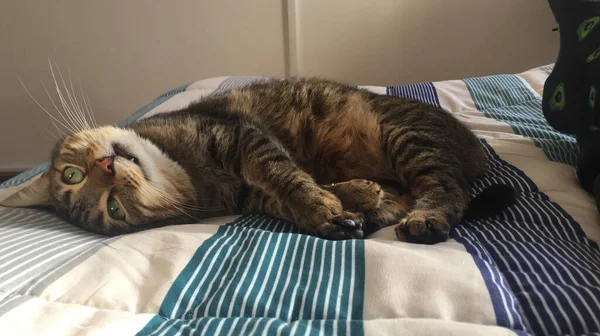 Colpo Adorabile Gatto Divertente Sdraiato Sul Letto Una Casa Accogliente — Foto Stock