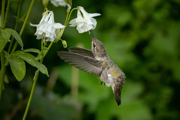 Μια Επιλεκτική Φωτογραφία Ενός Μελισσοφάγου Που Πετάει Κοντά Λευκά Λουλούδια — Φωτογραφία Αρχείου