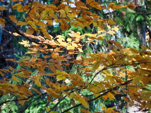 Closeup Shot Tree Branches Yellow Leaves Daytime Fir Tree Background — Stock Photo, Image