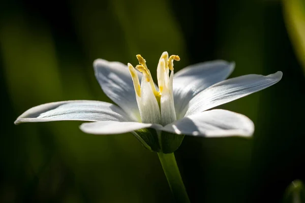 Tiro Foco Seletivo Pólen Exótico Uma Flor Com Pequenas Pétalas — Fotografia de Stock