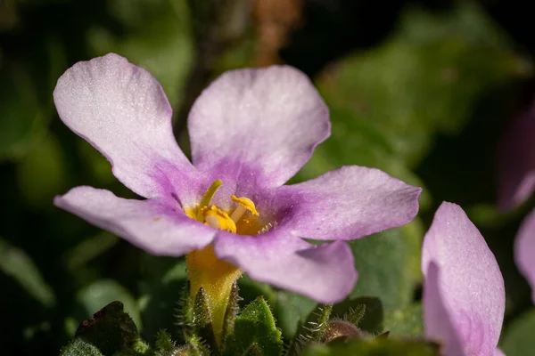 Tiro Perto Uma Flor Bacopa Primavera Roxa Fundo Embaçado — Fotografia de Stock