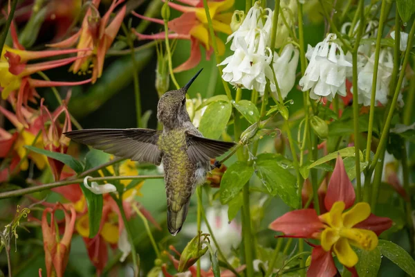 Una Bella Foto Colibrì Che Beve Nettare Fiore — Foto Stock