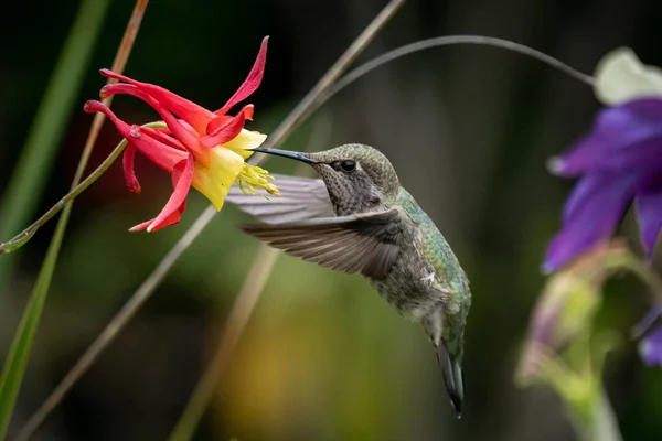 小さな赤い花の近くを飛んで蜂食べるの選択的な焦点ショット — ストック写真
