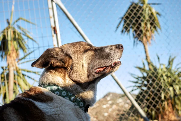 Selective Focus Shot Cute Dog Dog Shelter — Stock Photo, Image