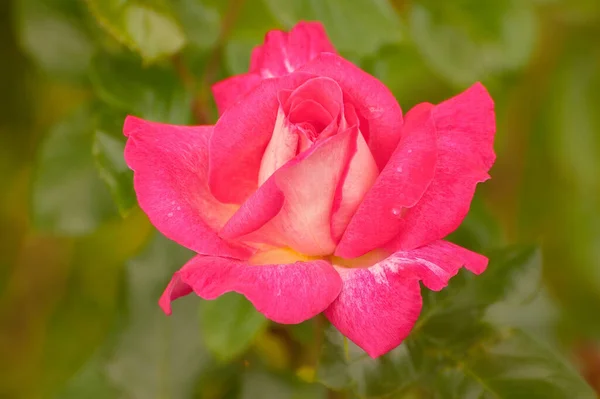 Uno Scatto Selettivo Una Rosa Rosa — Foto Stock