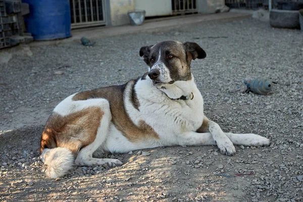 Избирательный Снимок Милой Собаки Лежащей Земле Собачьем Приюте — стоковое фото