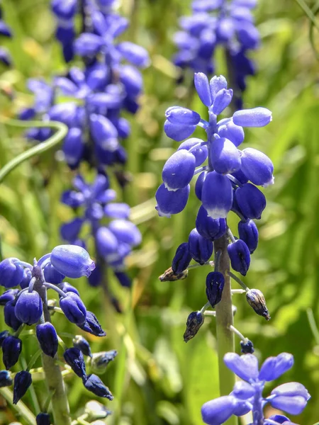 Enfoque Selectivo Flor Jacinto Uva Muscari Día Soleado —  Fotos de Stock