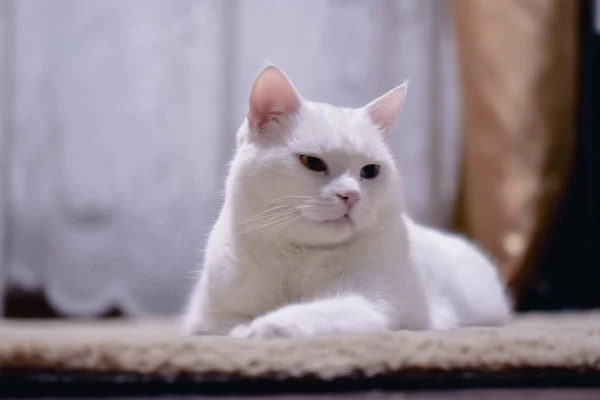 Очаровательная Белая Ангорская Кошка Гетерохромическими Глазами — стоковое фото