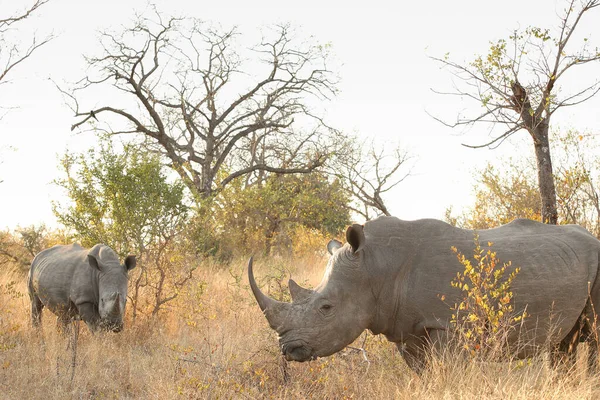 Dois Rinocerontes Andando Grama Seca Uma Reserva Caça — Fotografia de Stock