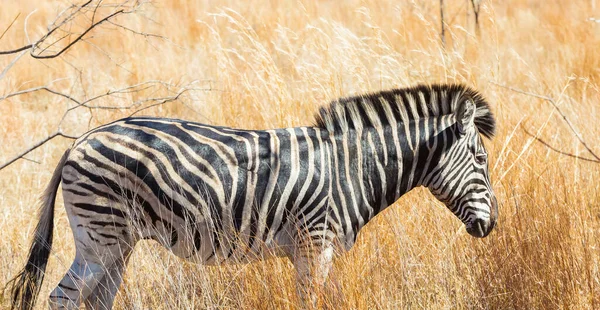 Een Selectieve Focusshot Van Een Zebra Een Veld — Stockfoto