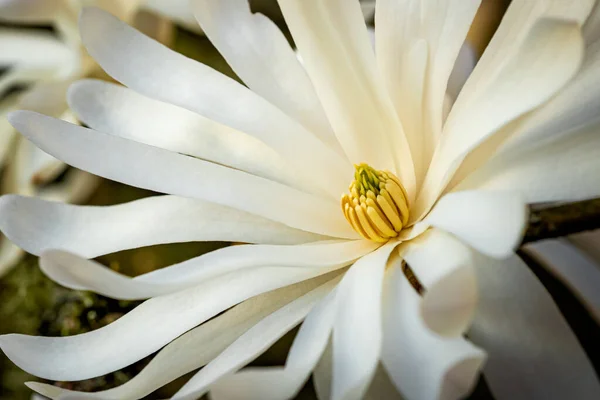 Una Macro Toma Flor Magnolia Flor Sobre Fondo Borroso Primavera — Foto de Stock