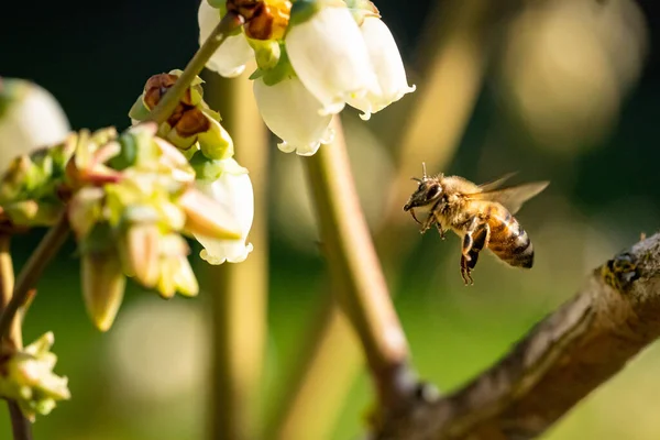 Makro Snímek Včely Květu Rozmazaném Pozadí — Stock fotografie