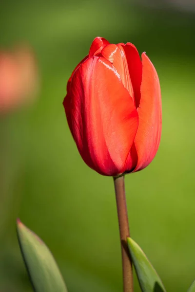 Vertikální Záběr Krásného Červeného Tulipánu Travnatém Poli — Stock fotografie