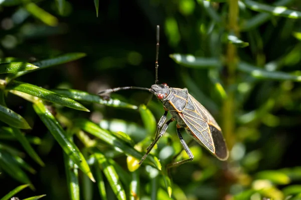 一只奇异昆虫坐在小叶上的选择性聚焦镜头 — 图库照片