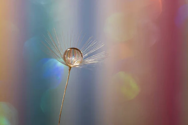 Een Selectieve Focus Shot Van Kleine Paardebloemen Een Kleurrijke Achtergrond — Stockfoto