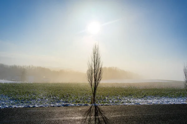 Tiro Perto Uma Árvore Solitária Campo Sob Luz Sol — Fotografia de Stock