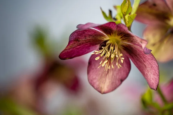 A closeup shot of blooming reddish Hellebore on a blurry background in spring