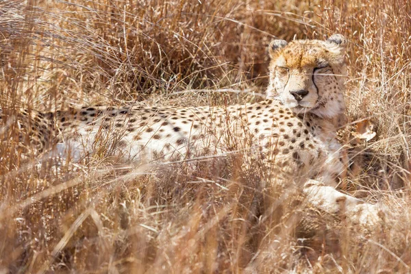 Leopard Liggande Och Vilande Ett Fält Sett Genom Torrt Gräs — Stockfoto