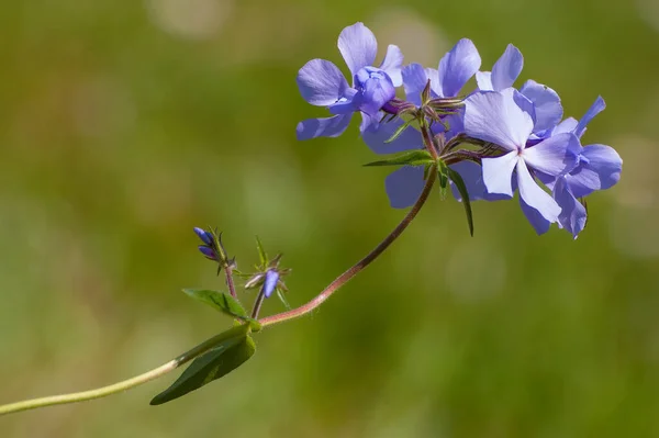 Mavi Çayır Sardunya Çiçeklerinin Seçici Odak Noktası — Stok fotoğraf