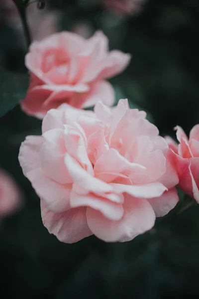 在花园里长着一朵粉红色的玫瑰的垂直拍 — 图库照片