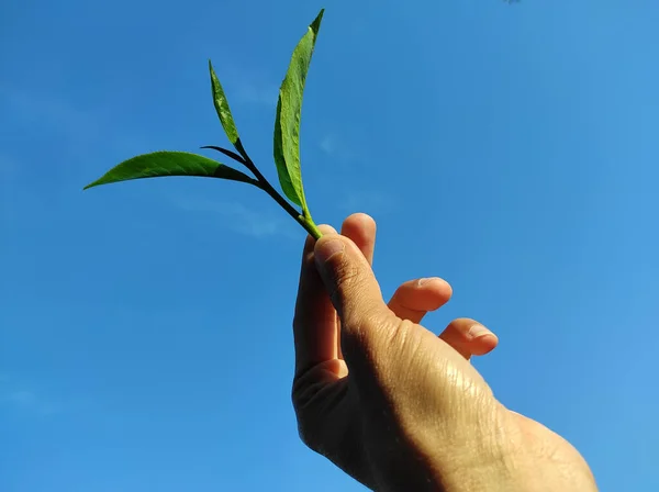 Una Persona Sosteniendo Una Hoja Con Cielo Azul Fondo —  Fotos de Stock