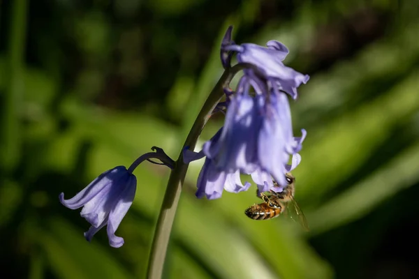 Een Closeup Shot Van Een Bij Een Purpere Bloem — Stockfoto