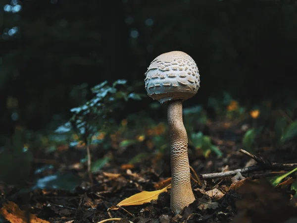 森の中で傘キノコの選択的なフォーカスショット — ストック写真