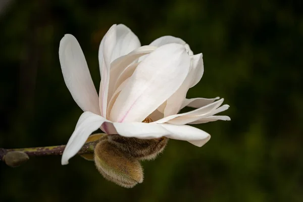 Close Blooming Magnolia Flower Blurry Background Spring — Stock Photo, Image