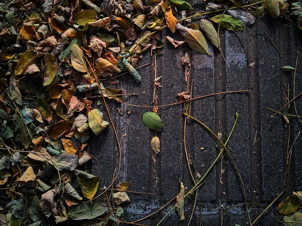 Detailní Záběr Listí Kamenném Povrchu Dne — Stock fotografie