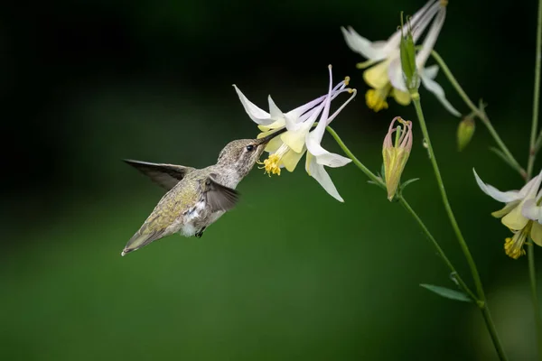 Ein Kolibri Fliegt Den Weißen Narzissenblüten — Stockfoto