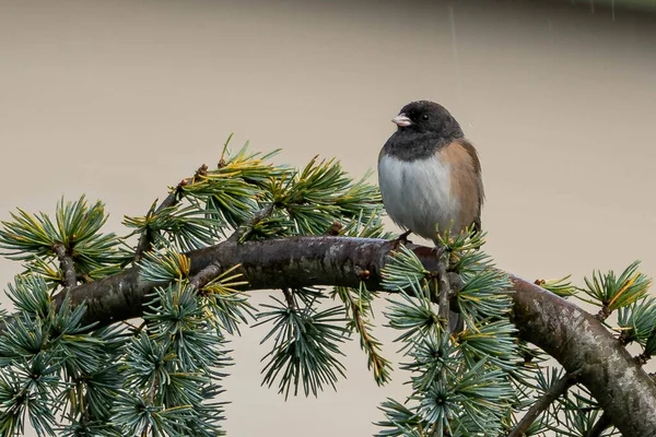 Ein Exotischer Vogel Sitzt Auf Dem Ast Eines Baumes Der — Stockfoto