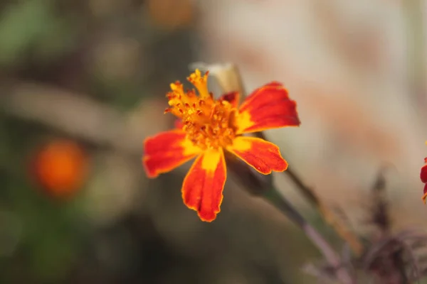 Вибірковий Фокус Зображення Помаранчевої Квітки Чорнобривця — стокове фото
