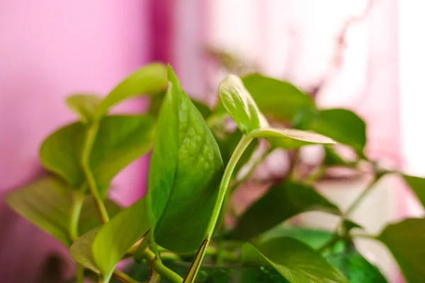 Enfoque Selectivo Follaje Verde Fresco Sobre Fondo Rosa — Foto de Stock