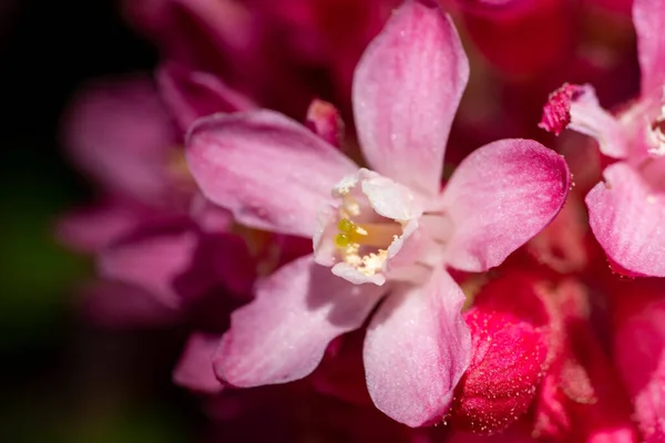 Közelkép Gyönyörű Rózsaszín Virágokról Erdőben — Stock Fotó