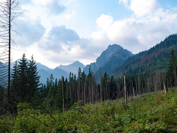 Dağlık Arka Planda Orman Ağaçlarının Güzel Bir Görüntüsü — Stok fotoğraf