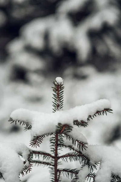 Eine Vertikale Nahaufnahme Einer Kleinen Fichte Die Mit Schnee Bedeckt — Stockfoto