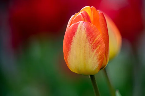 Una Messa Fuoco Selettiva Bel Fiore Tulipano Uno Sfondo Sfocato — Foto Stock