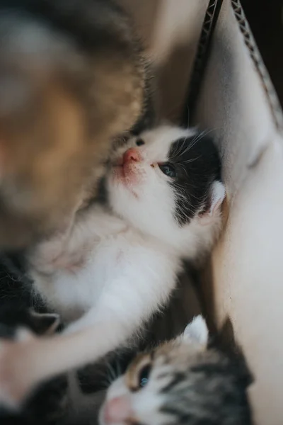 Μια Χαριτωμένη Νεογέννητη Γάτα Που Κοιμάται Ένα Χάρτινο Κουτί — Φωτογραφία Αρχείου