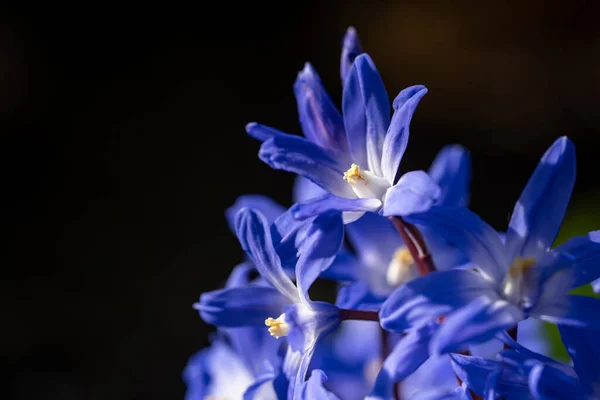 Primer Plano Las Flores Gloria Nieve Bajo Luz Del Sol — Foto de Stock