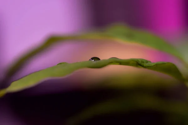 Una Macro Toma Gotas Rocío Hoja Verde Sobre Fondo Púrpura —  Fotos de Stock