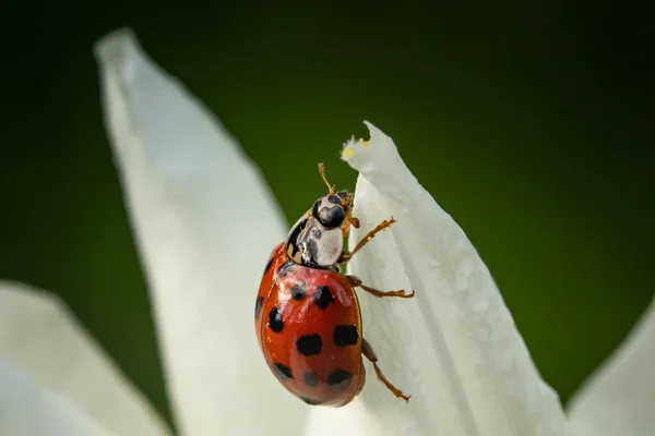 Gros Plan Une Coccinelle Assise Sur Pétale Une Fleur — Photo