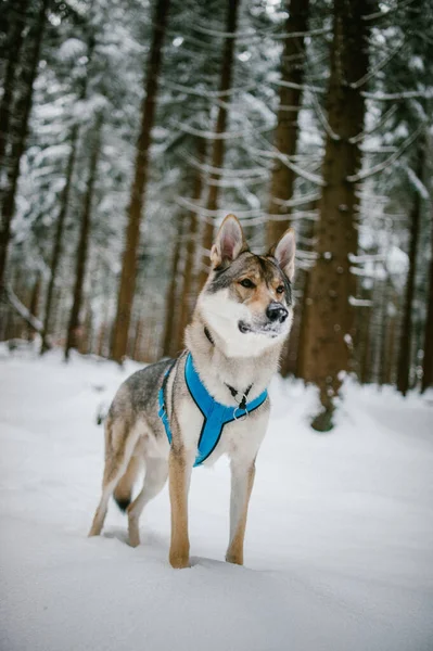 Вертикальный Снимок Красивой Чехословацкой Волчьей Собаки Зимнем Лесу — стоковое фото