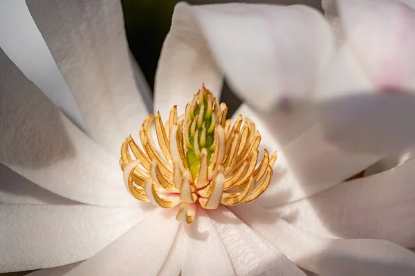 白い花の雌しべのクローズアップ — ストック写真
