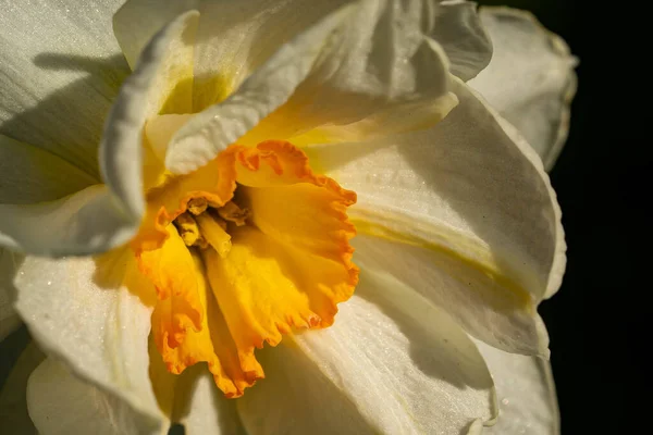 Gros Plan Une Jonquille Blanche Sous Lumière Soleil Avec Fond — Photo