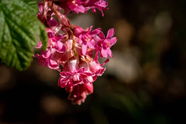 Krásný Botanický Záběr Přírodní Tapety — Stock fotografie